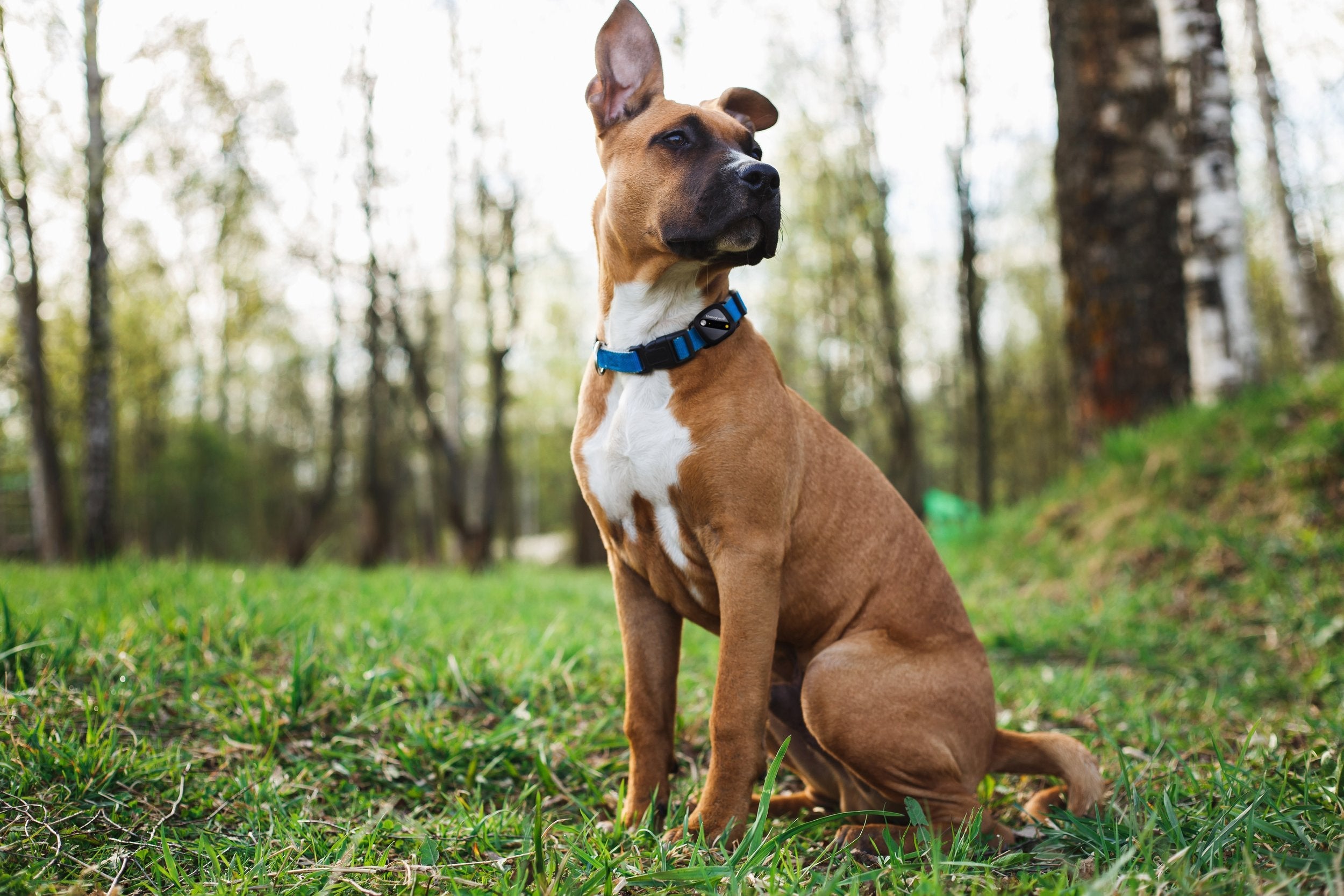 Top 7 Features to Look for in a Pet GPS Tracker (And Why They Matter)